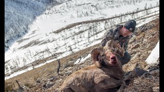 A Montana Dream  Full Bighorn Sheep Hunt [upl. by Everard]