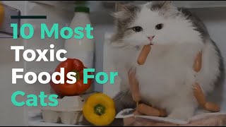 10 Most Toxic Foods For Cats [upl. by Eittod]