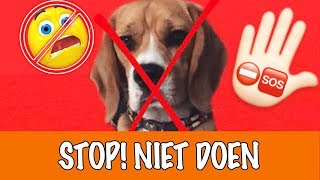 Doe dit nooit met honden  DierenpraatTV [upl. by Silera]