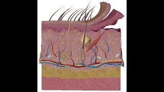 Skin anatomy  DR  Sameh Ghazy [upl. by Medrek]