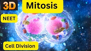 Mitosis vs Meiosis [upl. by Alram628]