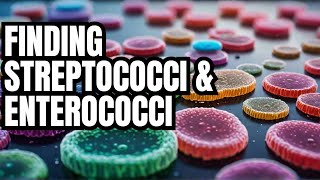 LECTURE 19 Isolation and Identification of Streptococci and Enterococci [upl. by Bucky760]