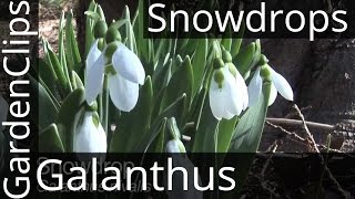 Snowdrops  Galanthus nivalis  snowdrop flower  How to Grow Snowdrops snowdrop [upl. by Elleirb]