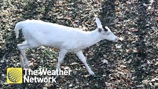 Hunter spots RARE albino deer decides to shoot it with a camera [upl. by Zap]