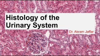 Histology of the urinary system [upl. by Edyaj]