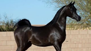 Arabian horse videos compilation  3  💕❤️ 2021 Try not to watch it till the end [upl. by Ahseiyt]