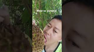 Durian mukbang fresh from the farm [upl. by Yelruc829]