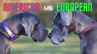 European vs American Style Great Dane Whats the Difference and Does It Matter  Great Dane Care [upl. by Odyssey643]