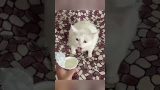 Funny petpets cats pet cute moments pet funny moments people and pets animals fpy foryou [upl. by Nahtanoj]