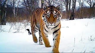 Siberian Tiger Kill  Operation Snow Tiger  BBC Earth [upl. by Benji]