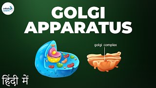 Cells  Lesson 10  Golgi apparatus  in Hindi हिंदी में   Infinity Learn [upl. by Nnitsuj]