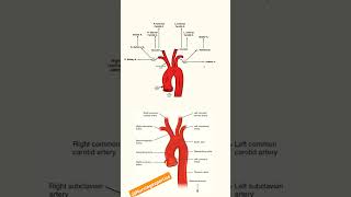 BRANCHES OF AORTA nursingstudent medicalstudent shortsvideo [upl. by Killian]