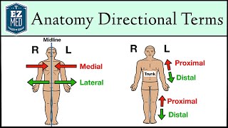 Anatomical Position and Directional Terms Anatomy MADE EASY [upl. by Farman]