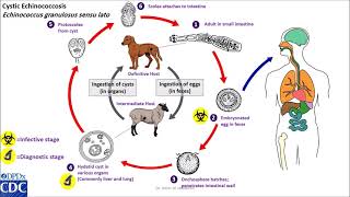 Echinococcus granulosus life cycle [upl. by Keriann358]