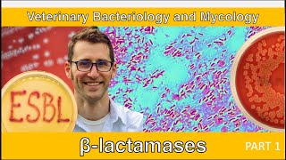 ESBLs and Carbapenemases Part 1  Veterinary Bacteriology and Mycology [upl. by Nanek633]