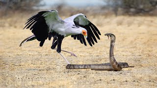 King Cobra Fights With Secretary Bird In The Wild Who Is The Best [upl. by Roban]