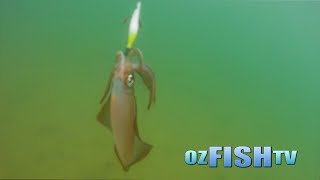 Oz Fish TV  Pakenham Trout and Westernport Squid [upl. by Akiria]