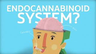 The Endocannabinoid System [upl. by Dnalon460]