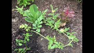 How to Propagate Watermelon and 8 Weeks Update [upl. by Angelis]