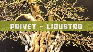 Privet  Ligustro [upl. by Ellette486]