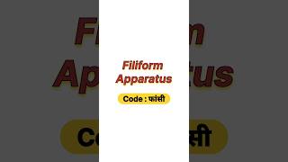 Filiform apparatus [upl. by Natrav]