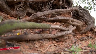 ALGARROBO EL ÁRBOL DE LA MEMORIA [upl. by Aynotahs]