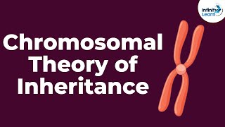 Genetics  Chromosomal Theory of Inheritance  Lesson 9  Dont Memorise [upl. by Carvey882]