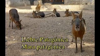 Liebre patagónica o maraDatos y Características [upl. by Yeniffit890]