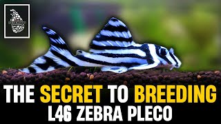 How to Breed Zebra Plecos  L046 Zebra Pleco Breeding amp Caring Guide  Serendib Aquatics [upl. by Ynar]