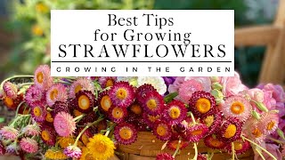 HOW to PLANT and GROW STRAWFLOWERS plus TIPS for growing strawflowers in HOT CLIMATES [upl. by Lewison357]