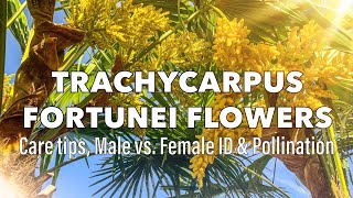 Amazing Trachycarpus Fortunei Palm Flowers  Male vs Female [upl. by Ittap]