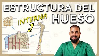 Anatomía del HUESO Estructura interna SISTEMA DE HAVERS OSTEONA Cortes histológicos [upl. by Alfonso]