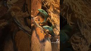 Our Green Keeled Bellied Lizards bred reptiles gastropholisprasina tucson arizona reptileshop [upl. by Derick]