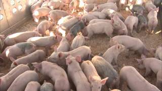 Producing HighQuality Pig Feed [upl. by Neelrad]