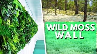 Wild Moss Walls  Two Ways To Build a Moss Wall [upl. by Anawak]