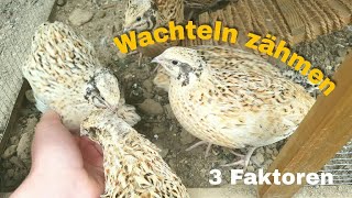 Wachteln zähmen [upl. by Eenahs]