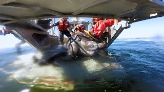 Leatherback Turtles Understanding the Pacific Population [upl. by Ok]