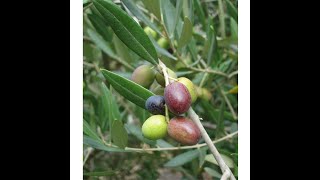 How to grow Olive Trees From Pits Part 1 [upl. by Elwaine]