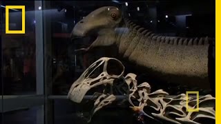 Bringing Back Nigersaurus  Nat Geo Live [upl. by Neersin]