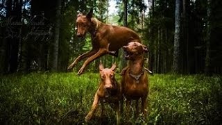 MOVIE Awsome life with pharaoh hounds [upl. by Elden794]