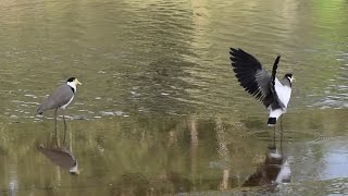 Masked Lapwing  Australian Bird  Short Documentary [upl. by Hazeghi]