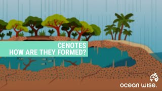 How are Cenotes Formed  Ocean Education [upl. by Bacon]