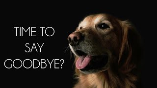 Saying Goodbye The Right Time to Euthanize Your Pet [upl. by Eiramanna]