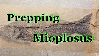 Fossil prep of Green River Mioplosus fish [upl. by Alyacim]