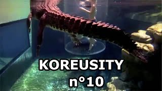 Le Zap De Koreusity n°10 🔥 Les meilleurs vidéos du web 🔥 [upl. by Noletta369]