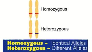 Homozygous vs heterozygous in genetics [upl. by Oirasor55]