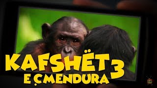 Kafshët e Çmendura  E3 [upl. by Cleary]