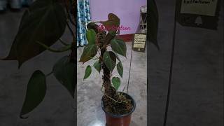 Philodendron plant ☘️indoorplant ytshorts [upl. by Imyaj111]