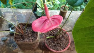 How to grow anthurium plants [upl. by Osmo]