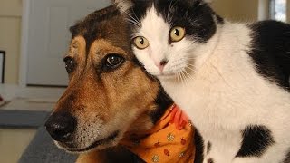 Funny Cats and Dogs Compilation [upl. by Etteloiv]